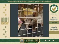 Shelter Stray Male Cat last seen Near Teal Drive, COCOA, FL, 32926, 5100 W Eau Gallie Blvd, Melbourne, FL 32934, USA