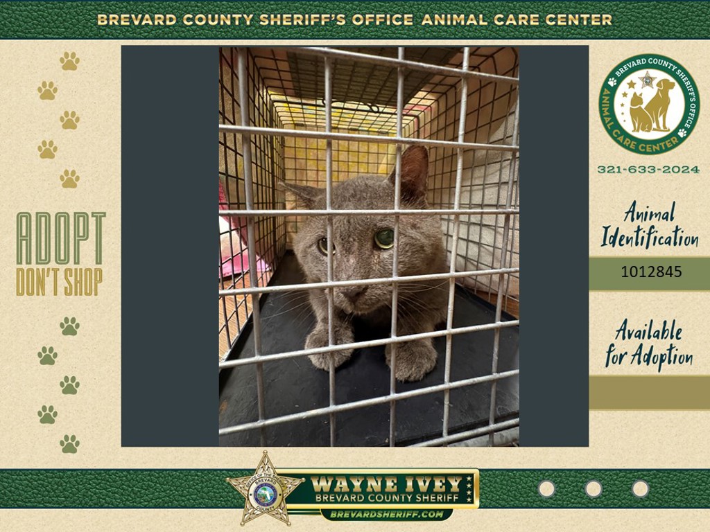 Shelter Stray Male Cat last seen Near Teal Drive, COCOA, FL, 32926, 5100 W Eau Gallie Blvd, Melbourne, FL 32934, USA
