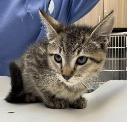 Shelter Stray Male Cat last seen NE 205th and Sandy, OR, 1700 W Historic Columbia River Hwy, Troutdale, OR 97060, USA