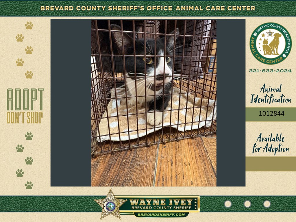 Shelter Stray Female Cat last seen Near Teal Drive, COCOA, FL, 32926, 5100 W Eau Gallie Blvd, Melbourne, FL 32934, USA