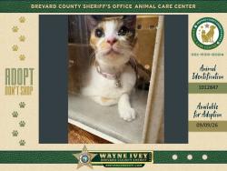 Shelter Stray Female Cat last seen Near Kamin Drive, MELBOURNE, FL, 32940, 5100 W Eau Gallie Blvd, Melbourne, FL 32934, USA