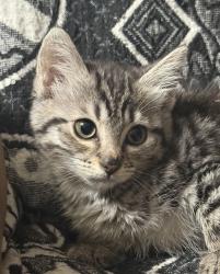 Shelter Stray Female Cat last seen NW 19th/Pettygrove, OR, 1700 W Historic Columbia River Hwy, Troutdale, OR 97060, USA