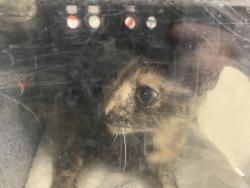 Shelter Stray Female Cat last seen Near E 4200 S, MILLCREEK, UT, 84107, 511 W 3900 S, Salt Lake City, UT 84123, USA