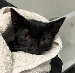 Shelter Stray Male Cat last seen 29th Street, San Diego, CA, 92113, 5500 Gaines St, San Diego, CA 92110, USA