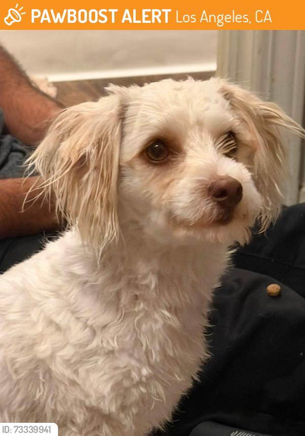 Found/Stray Female Dog last seen Sherman Way & DeSoto, Los Angeles, CA 91303