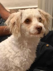Found/Stray Female Dog last seen Sherman Way & DeSoto, Los Angeles, CA 91303