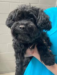 Shelter Stray Female Dog last seen Near Veterans Road W, STATEN ISLAND, NY, 10309, 3139 Veterans Rd W, Staten Island, NY 10309, USA