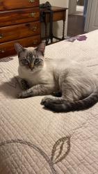 Lost Male Cat last seen Copeland Rd. and Amhurst, Tyler, TX 75701