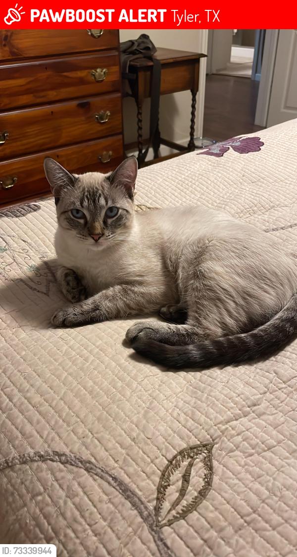 Lost Male Cat last seen Copeland Rd. and Amhurst, Tyler, TX 75701