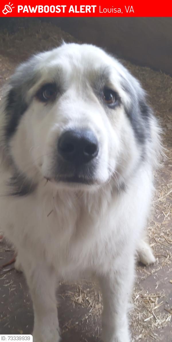 Lost Male Dog last seen Shannon Hill, 23093 near exit 64, Louisa, VA 23093