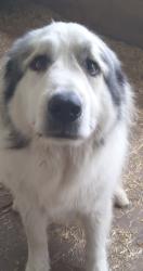 Lost Male Dog last seen Shannon Hill, 23093 near exit 64, Louisa, VA 23093