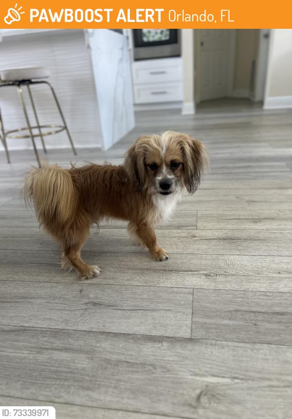 Found/Stray Male Dog last seen boggy creek St Rayburn ST Violet ST, Orlando, FL 32824