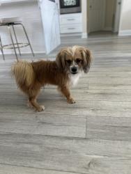 Found/Stray Male Dog last seen boggy creek St Rayburn ST Violet ST, Orlando, FL 32824