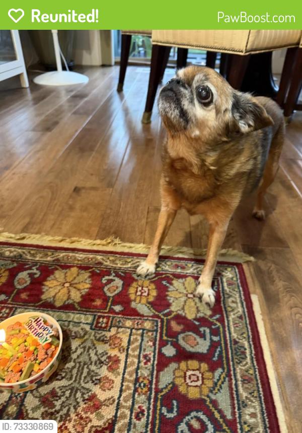 Reunited Male Dog last seen GrenobleStreet, Wilsonville, OR 97070