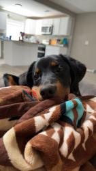 Lost Male Dog last seen Douglas and charter oak, Guthrie, OK 73044