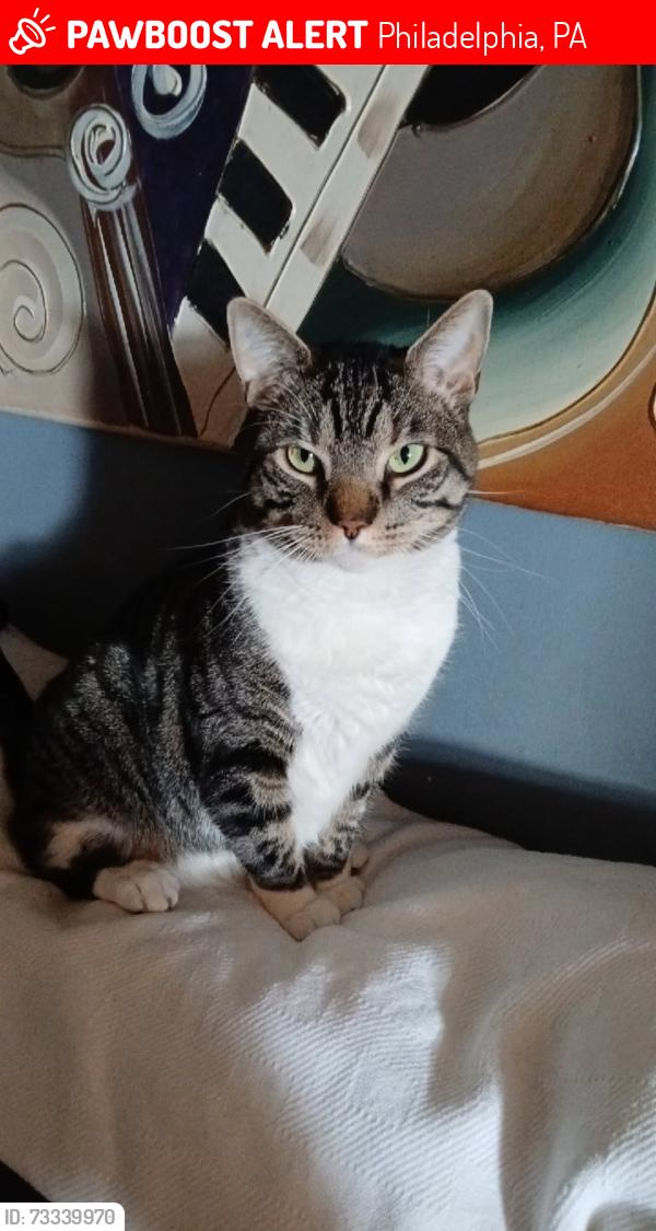 Lost Male Cat last seen Sedgly, Philadelphia, PA 19124