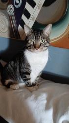 Lost Male Cat last seen Sedgly, Philadelphia, PA 19124