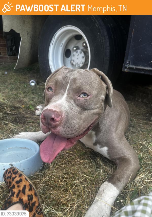 Found/Stray Male Dog last seen Madison & Danny Thomas, Memphis, TN 38103