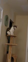 Reunited Male Cat last seen Crestline Pl and Prescott St, Littleton, CO 80120