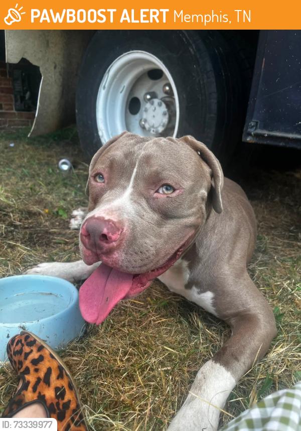 Found/Stray Male Dog last seen Los Comles, Memphis, TN 38103