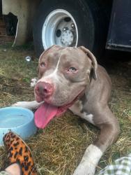 Found/Stray Male Dog last seen Los Comles, Memphis, TN 38103