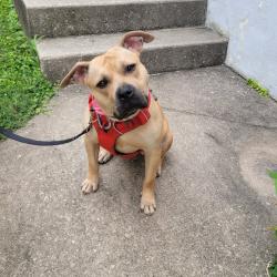 Shelter Stray Female Dog last seen , Animal Care & Control Team of Philly, 111 W Hunting Park Ave, Philadelphia, PA 19140, USA
