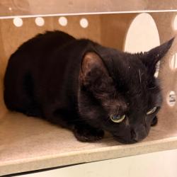 Shelter Stray Male Cat last seen , Animal Care & Control Team of Philly, 111 W Hunting Park Ave, Philadelphia, PA 19140, USA