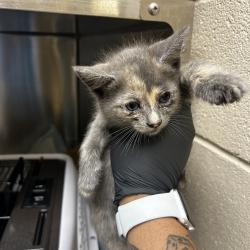 Shelter Stray Unknown Cat last seen , 5570 Sturmer Park Cir, Winston-Salem, NC 27105, USA