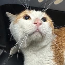 Shelter Stray Male Cat last seen , 2608 Center St, Tacoma, WA 98409, USA