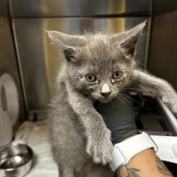 Shelter Stray Unknown Cat last seen , 5570 Sturmer Park Cir, Winston-Salem, NC 27105, USA
