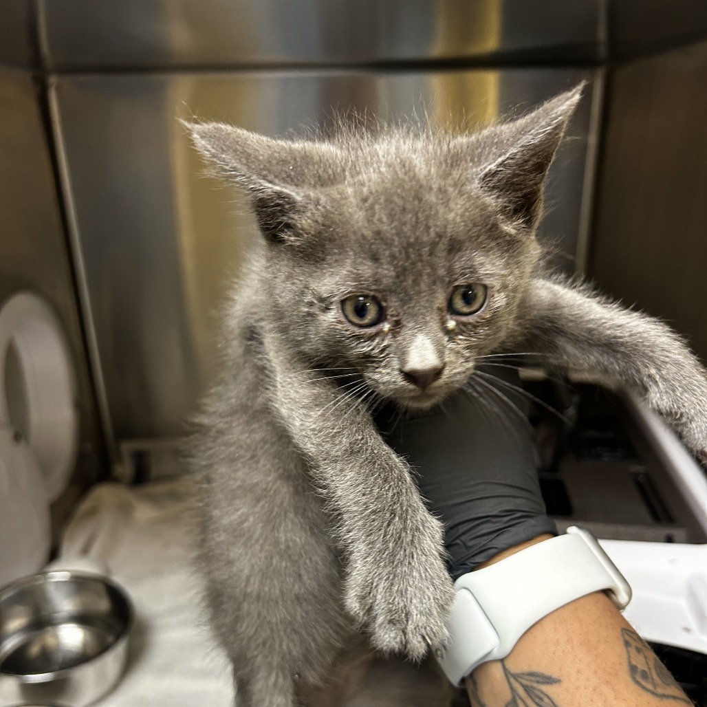 Shelter Stray Unknown Cat last seen , 5570 Sturmer Park Cir, Winston-Salem, NC 27105, USA