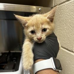Shelter Stray Unknown Cat last seen , 5570 Sturmer Park Cir, Winston-Salem, NC 27105, USA