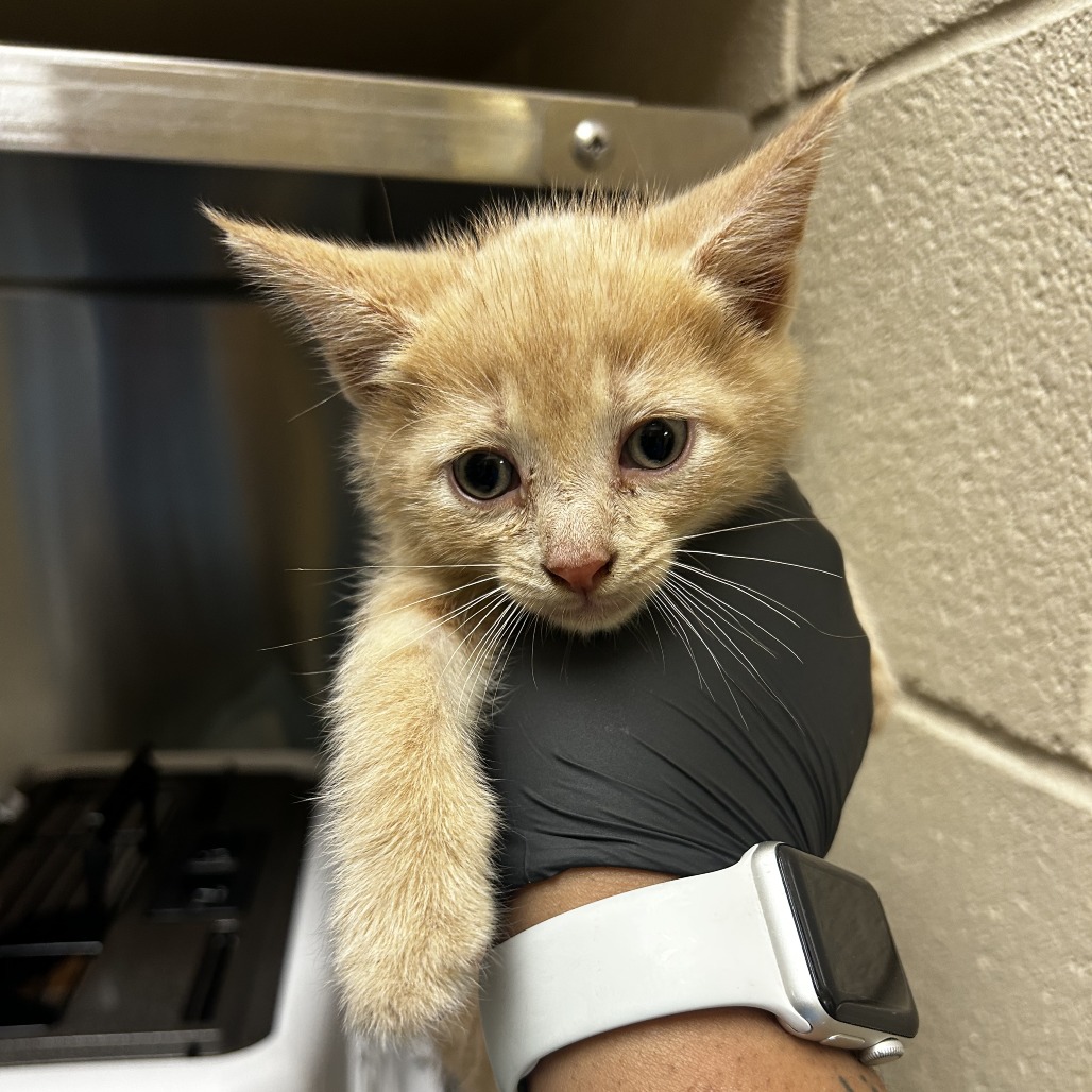 Shelter Stray Unknown Cat last seen , 5570 Sturmer Park Cir, Winston-Salem, NC 27105, USA