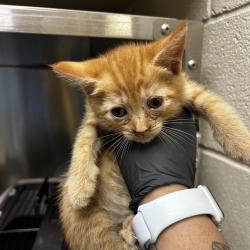 Shelter Stray Unknown Cat last seen , 5570 Sturmer Park Cir, Winston-Salem, NC 27105, USA