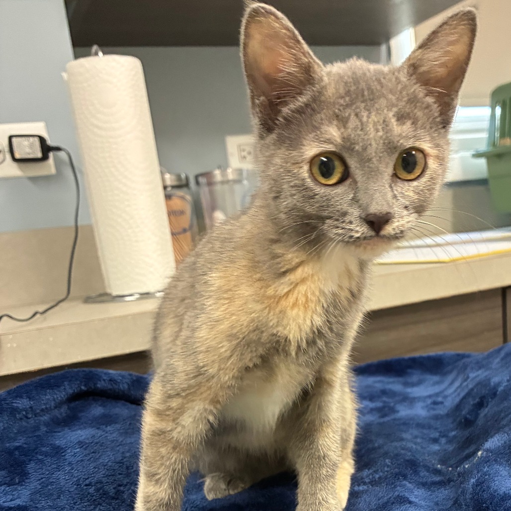 Shelter Stray Female Cat last seen , 1013 Garfield St, Oak Park, IL 60304, USA