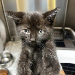 Shelter Stray Unknown Cat last seen , 5570 Sturmer Park Cir, Winston-Salem, NC 27105, USA