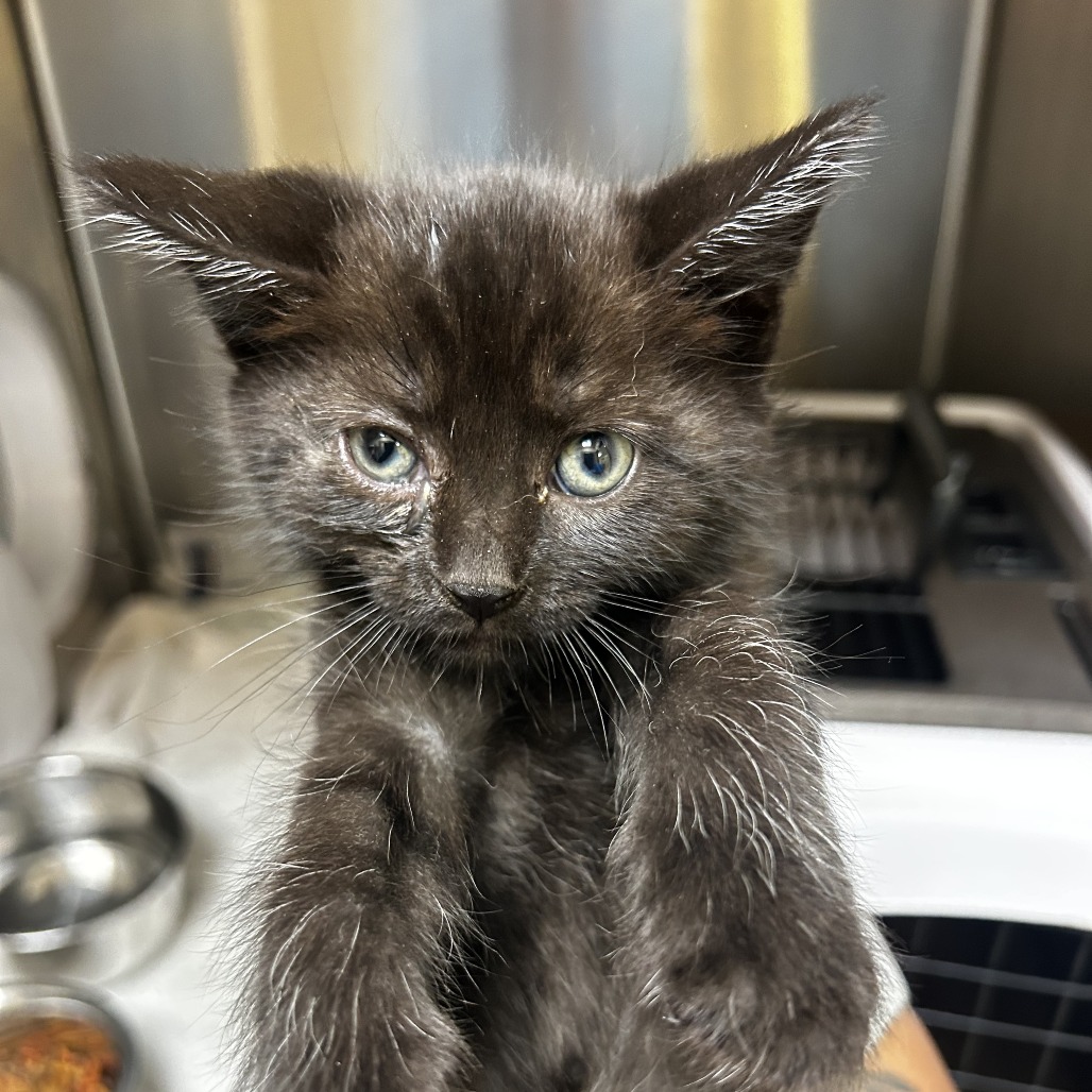 Shelter Stray Unknown Cat last seen , 5570 Sturmer Park Cir, Winston-Salem, NC 27105, USA