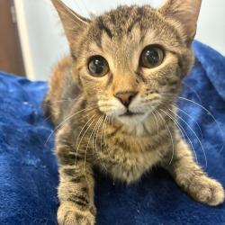 Shelter Stray Female Cat last seen , 1013 Garfield St, Oak Park, IL 60304, USA