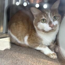 Shelter Stray Female Cat last seen , 980 Guilford College Rd, Greensboro, NC 27409, USA