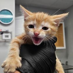 Shelter Stray Male Cat last seen , 328 Furman Hall Rd, Greenville, SC 29609, USA