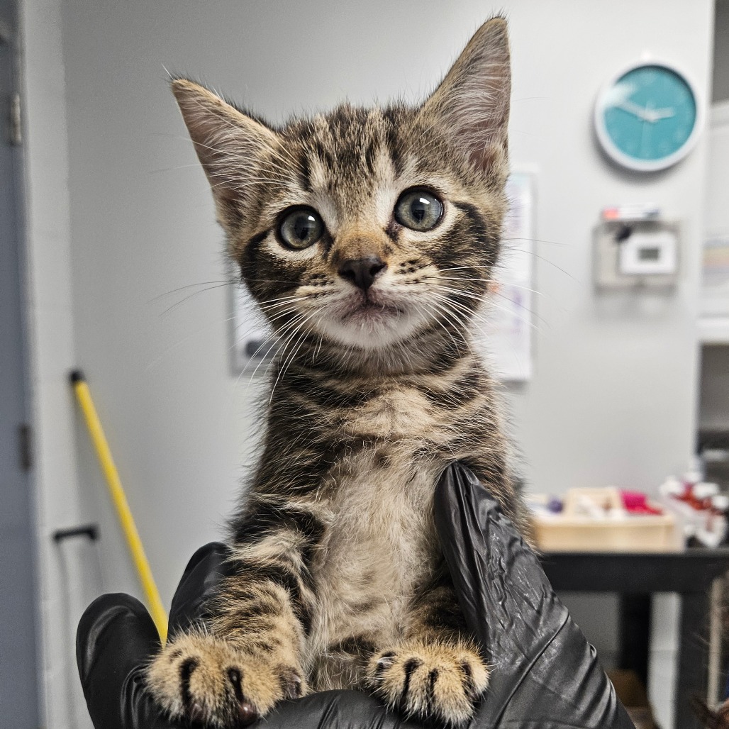 Shelter Stray Male Cat last seen , 328 Furman Hall Rd, Greenville, SC 29609, USA