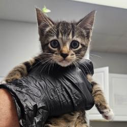 Shelter Stray Female Cat last seen , 328 Furman Hall Rd, Greenville, SC 29609, USA