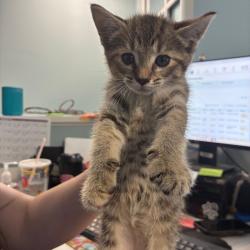 Shelter Stray Male Cat last seen , 980 Guilford College Rd, Greensboro, NC 27409, USA