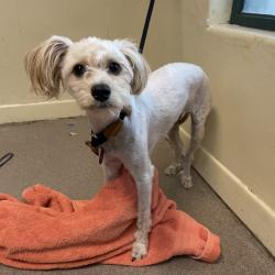 Shelter Stray Female Dog last seen , 361 S Raymond Ave, Pasadena, CA 91105, USA