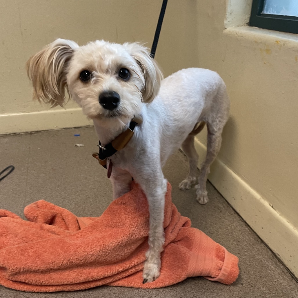 Shelter Stray Female Dog last seen , 361 S Raymond Ave, Pasadena, CA 91105, USA