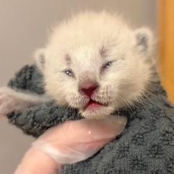 Shelter Stray Male Cat last seen , 4500 N Access Rd, Chattanooga, TN 37415, USA