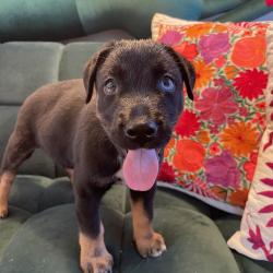 Shelter Stray Male Dog last seen , 3612 11th Ave, Los Angeles, CA 90018, USA