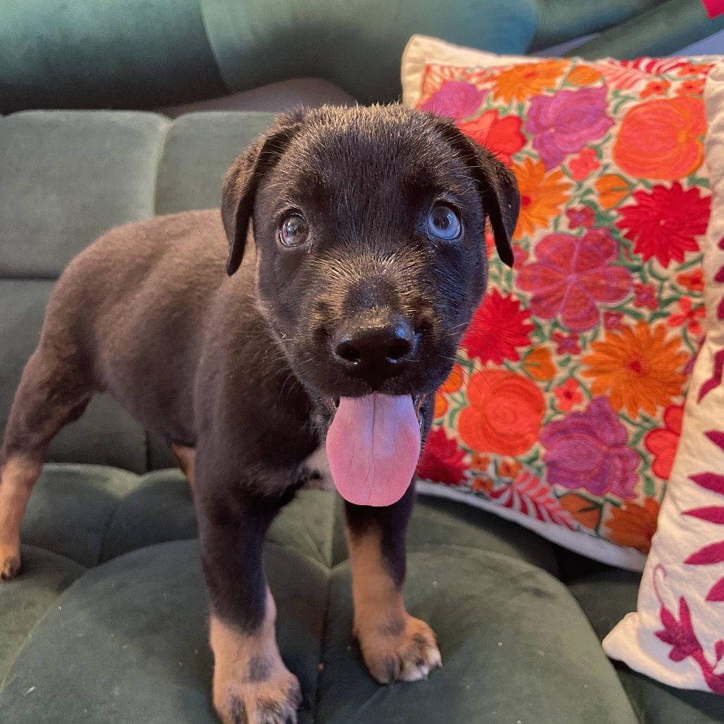 Shelter Stray Male Dog last seen , 3612 11th Ave, Los Angeles, CA 90018, USA