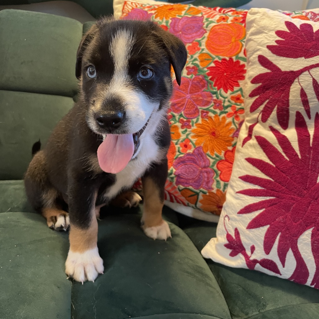 Shelter Stray Male Dog last seen , 3612 11th Ave, Los Angeles, CA 90018, USA