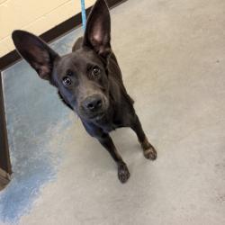 Shelter Stray Male Dog last seen , 2350 Appling City Cove, Memphis, TN 38133, USA